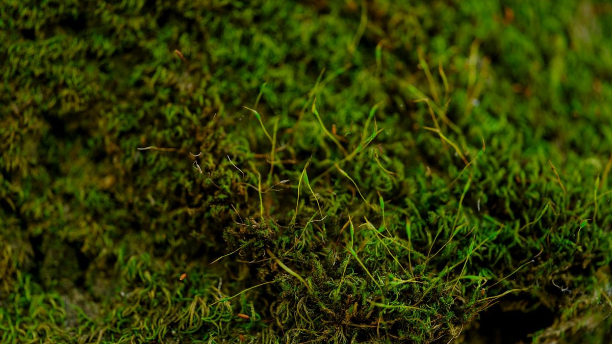 moss lawn patch