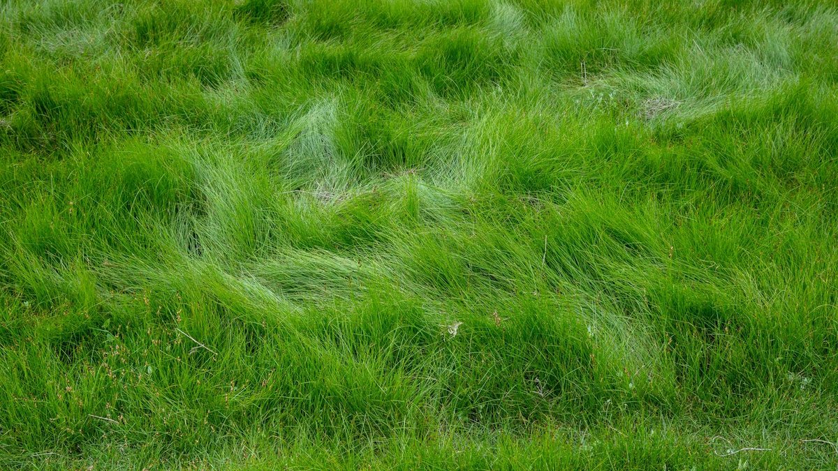scarifying lawn thatch