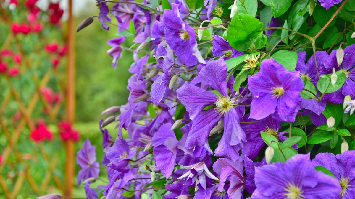 trellis climbing plants