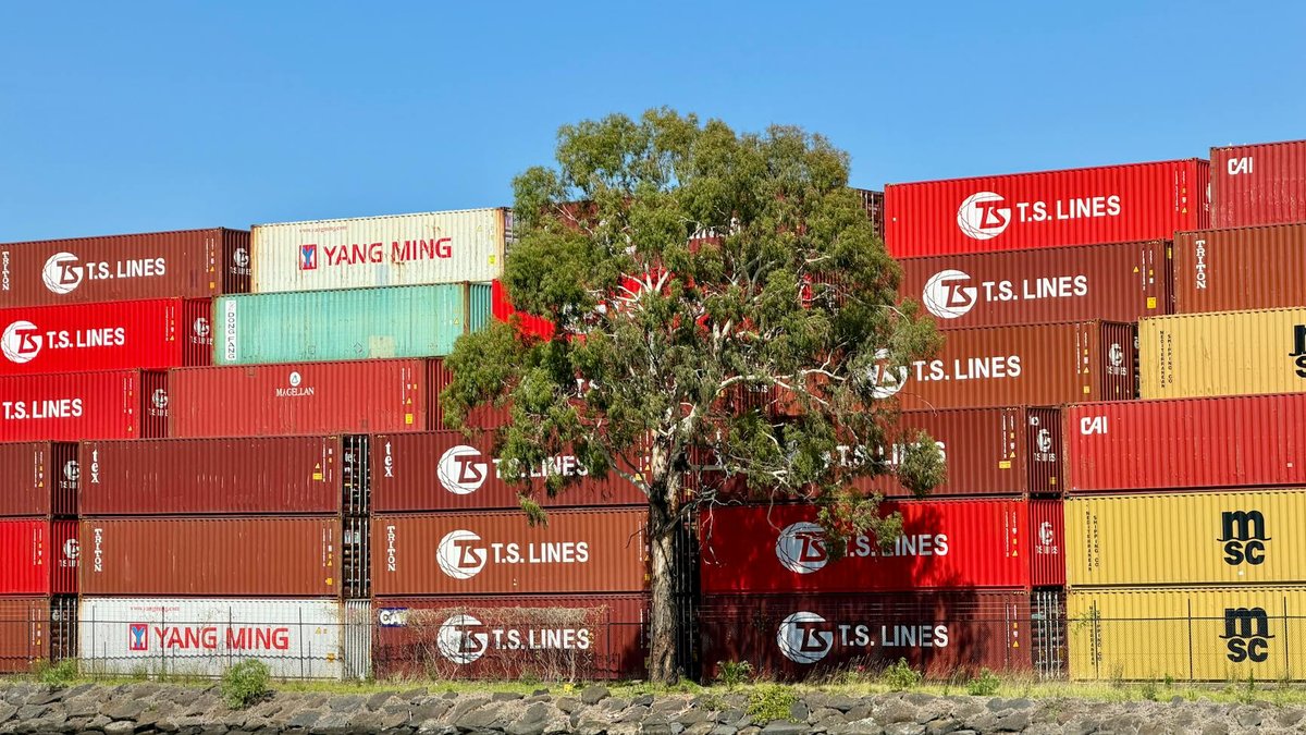tree in container