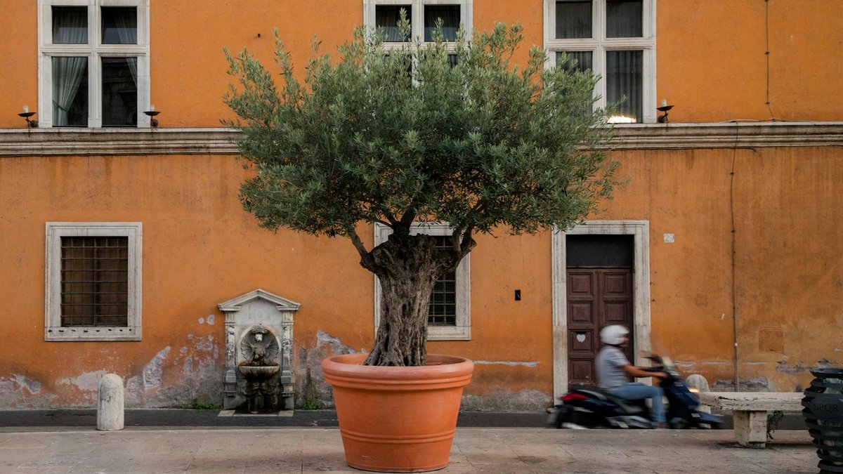 potted olive tree