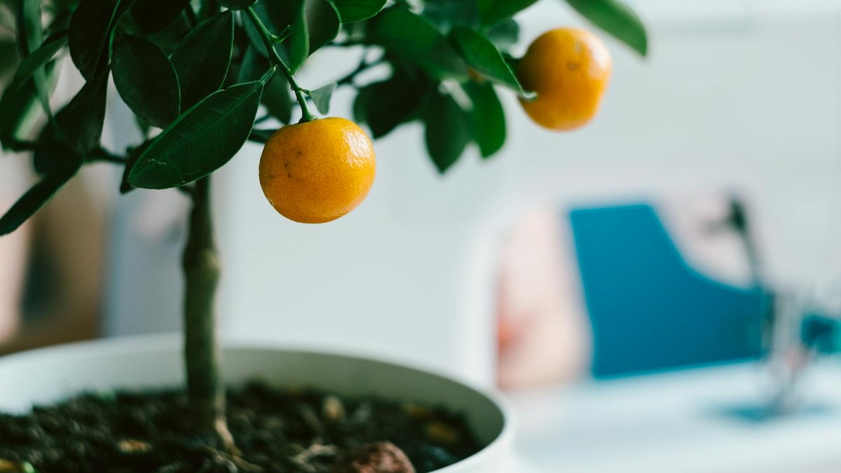 potted citrus tree