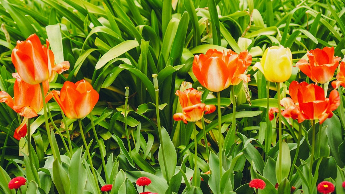 spring flower bed