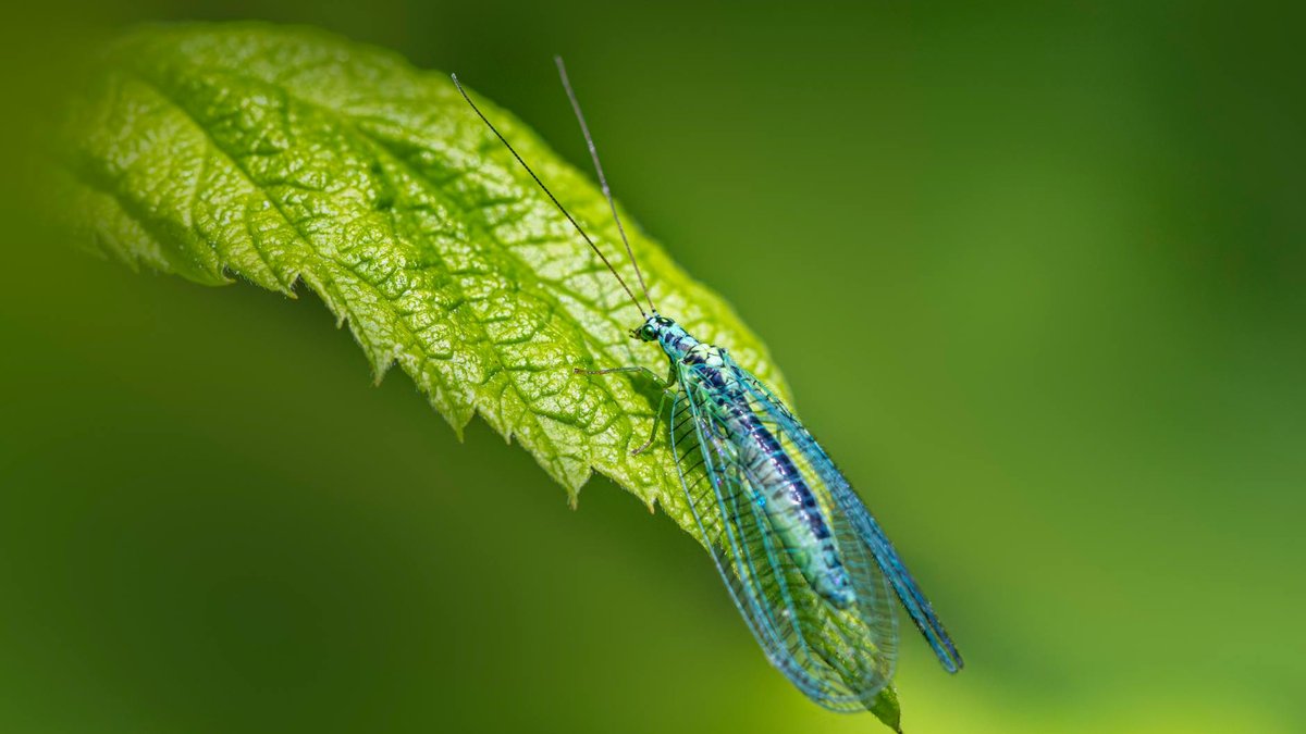 garden insects