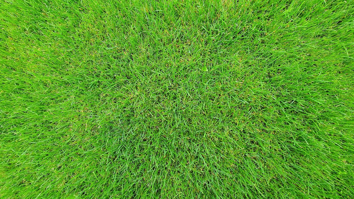 lawn scarification