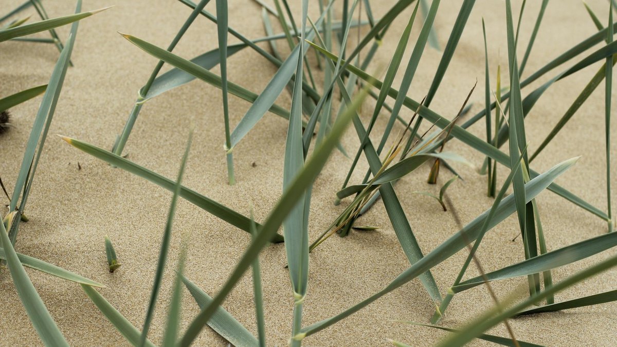 grass close up