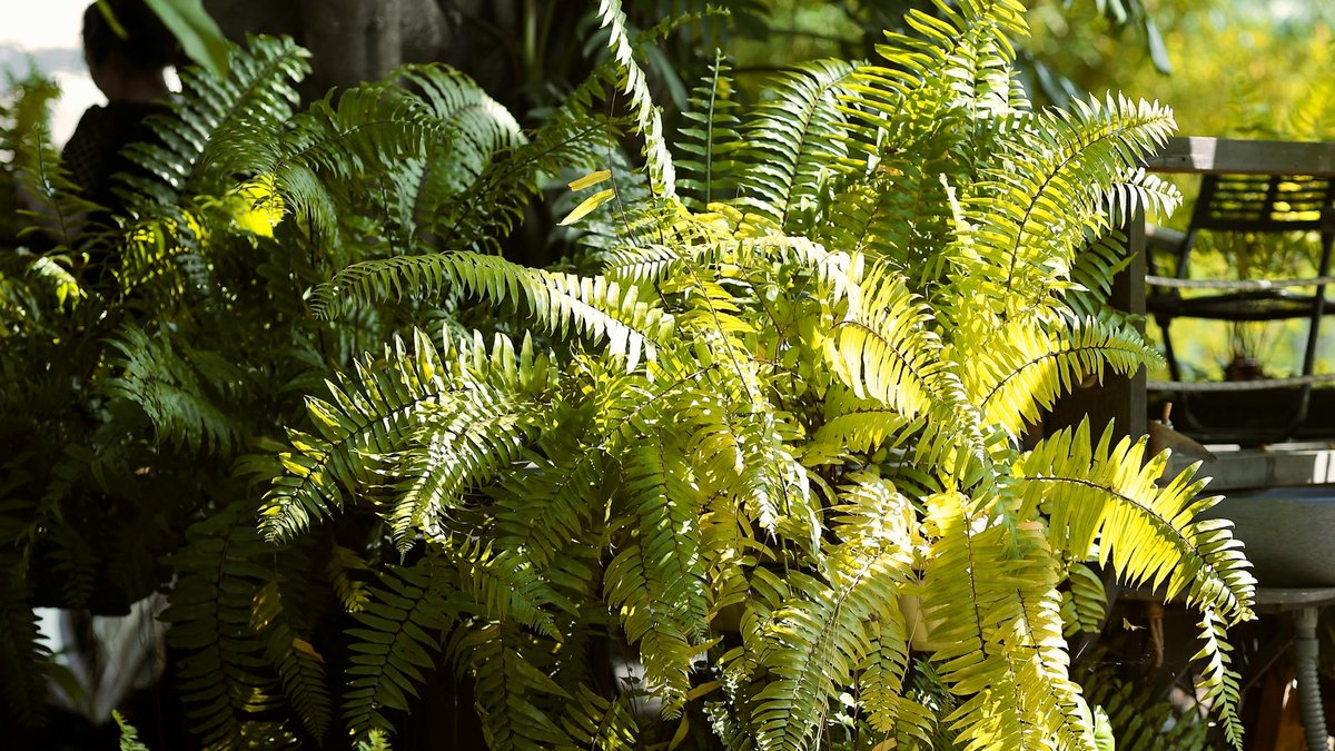 sun exposure garden