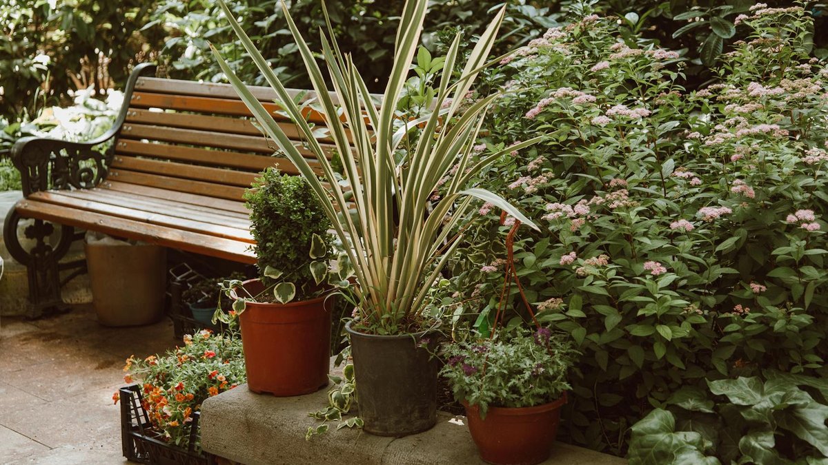 planting spacing garden