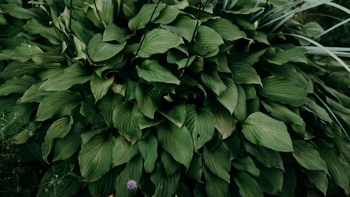 perennial plants garden