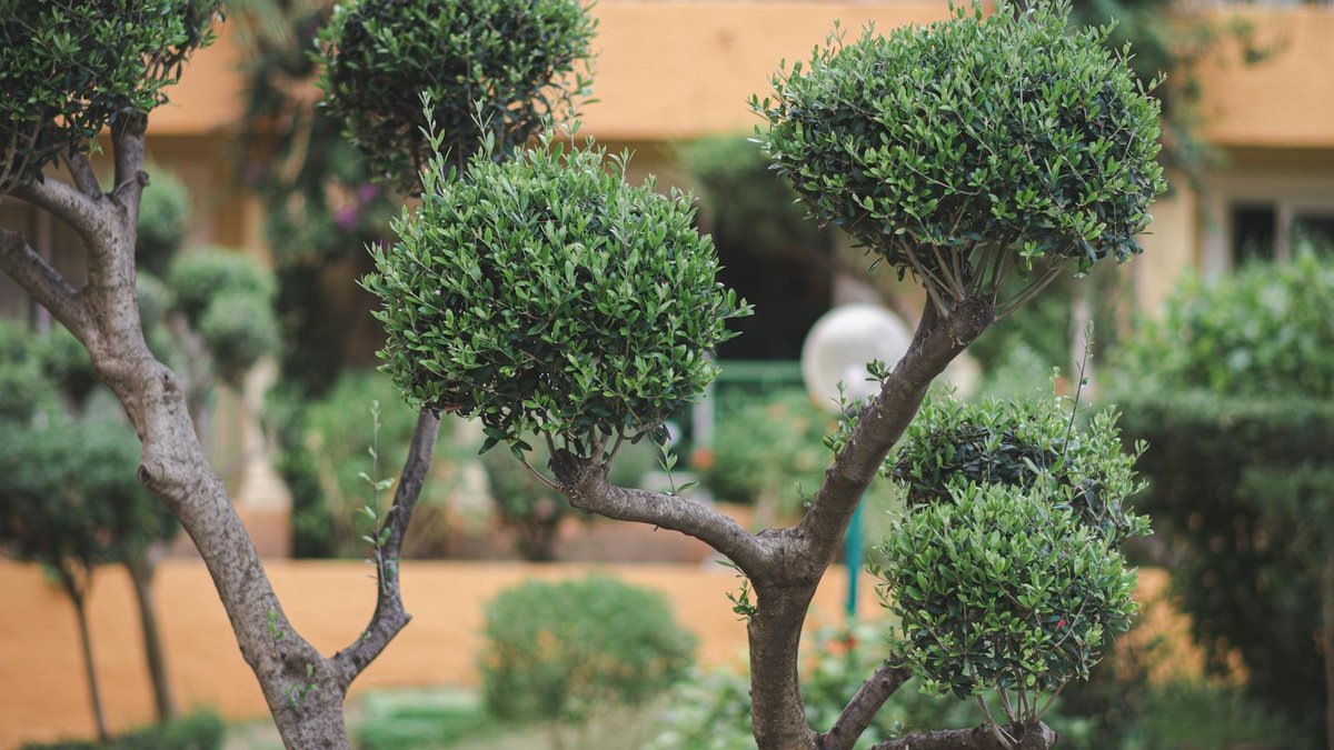 pruned shrub entrance