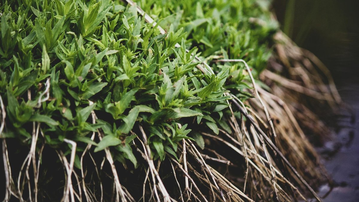 mint invasive roots