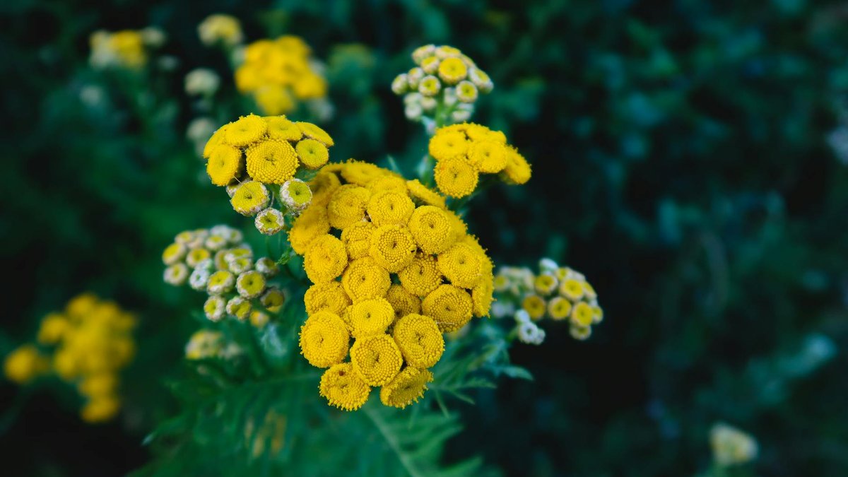 balsam tansy plant