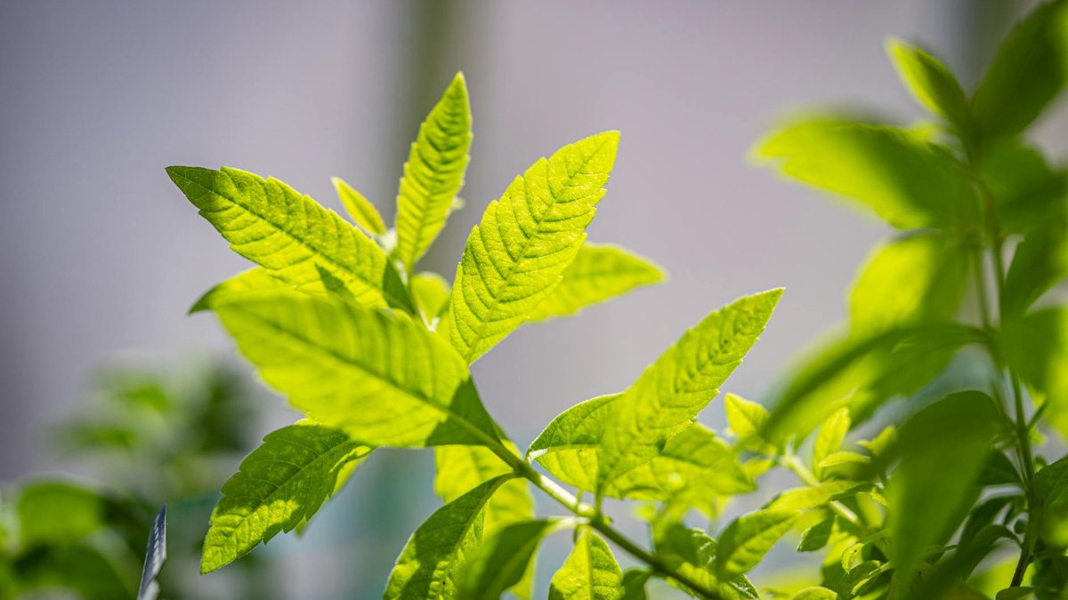 lemon verbena seeds