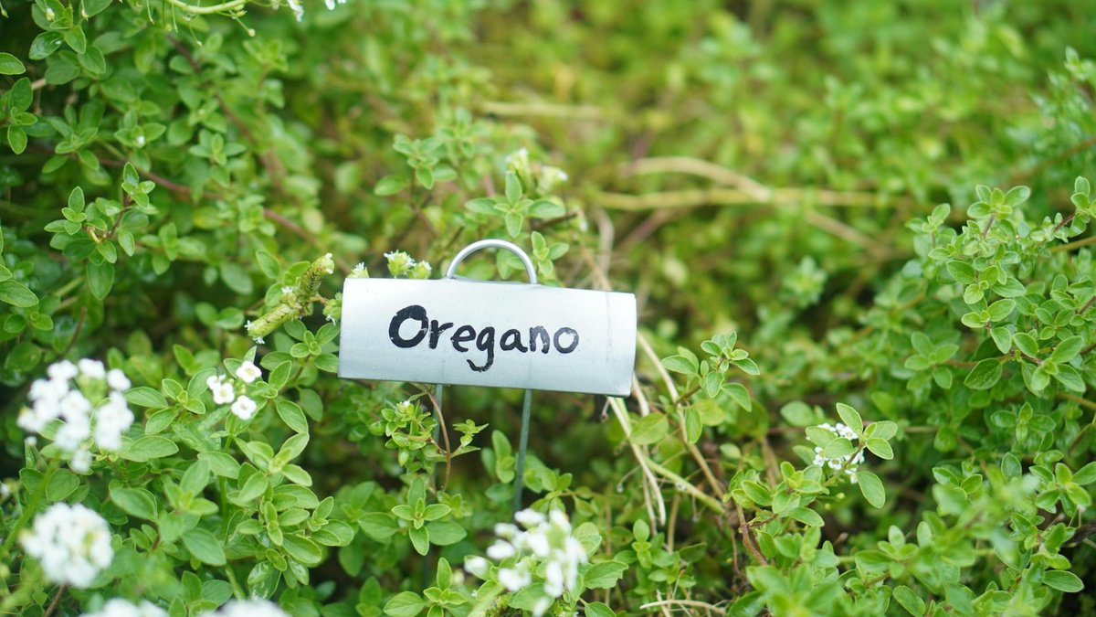 golden oregano plant