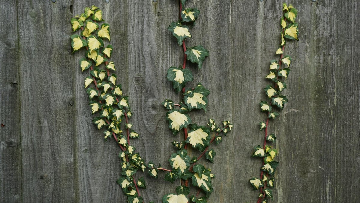 ivy over fence