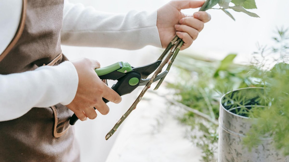 cutting ivy branches