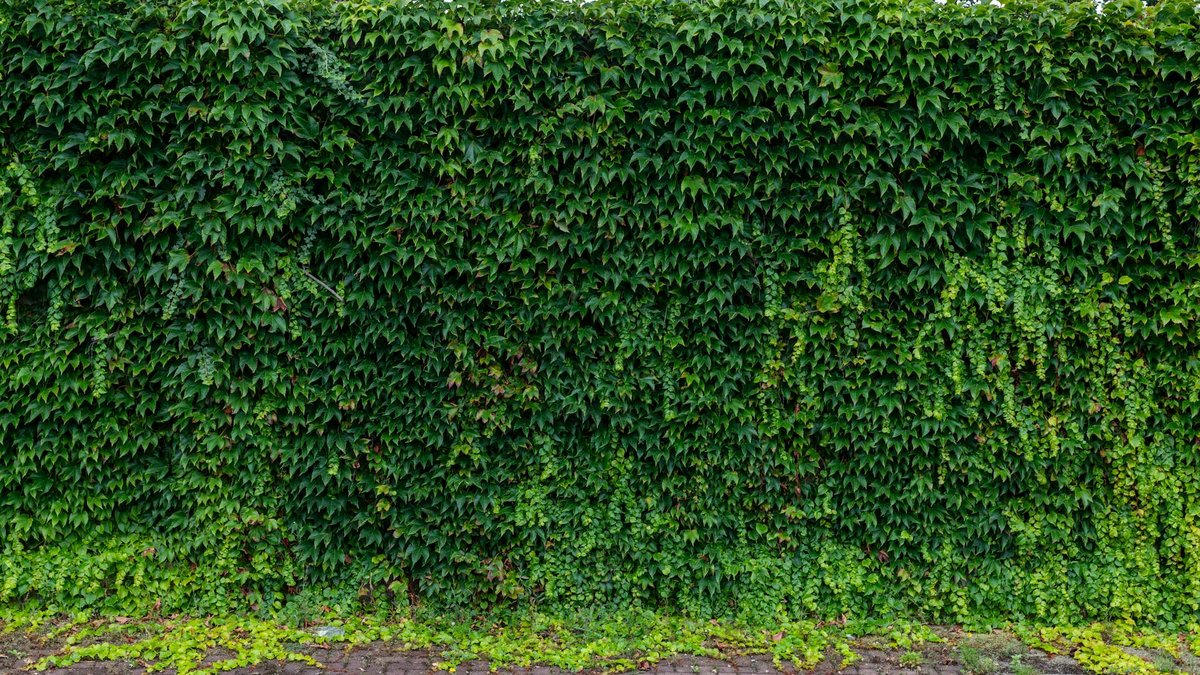 trimming ivy wall