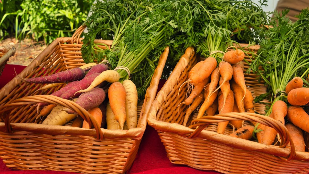 round carrot varieties