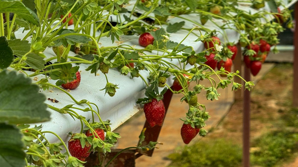 strawberry life cycle
