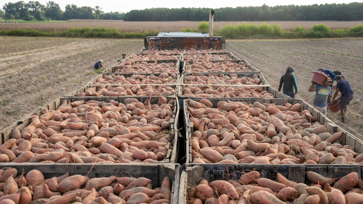 sweet potato harvest