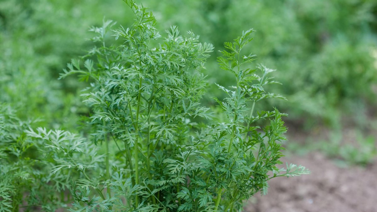 carrots growing