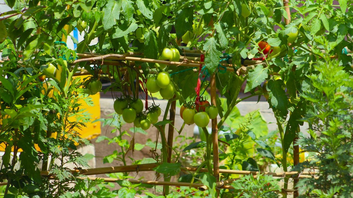tomatoes raised bed
