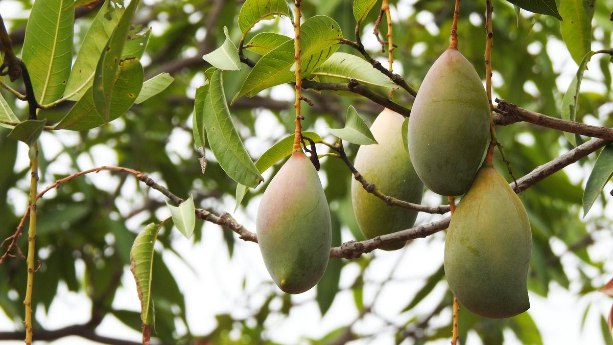 dwarf mango tree