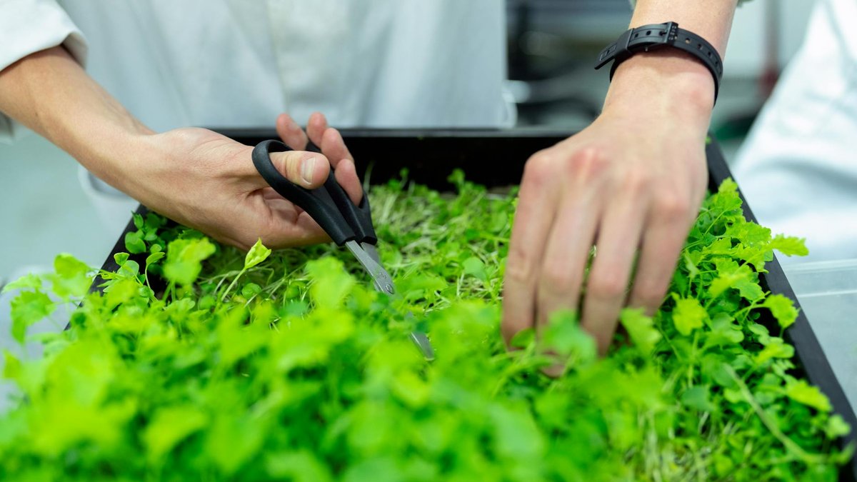 microgreens growing tray