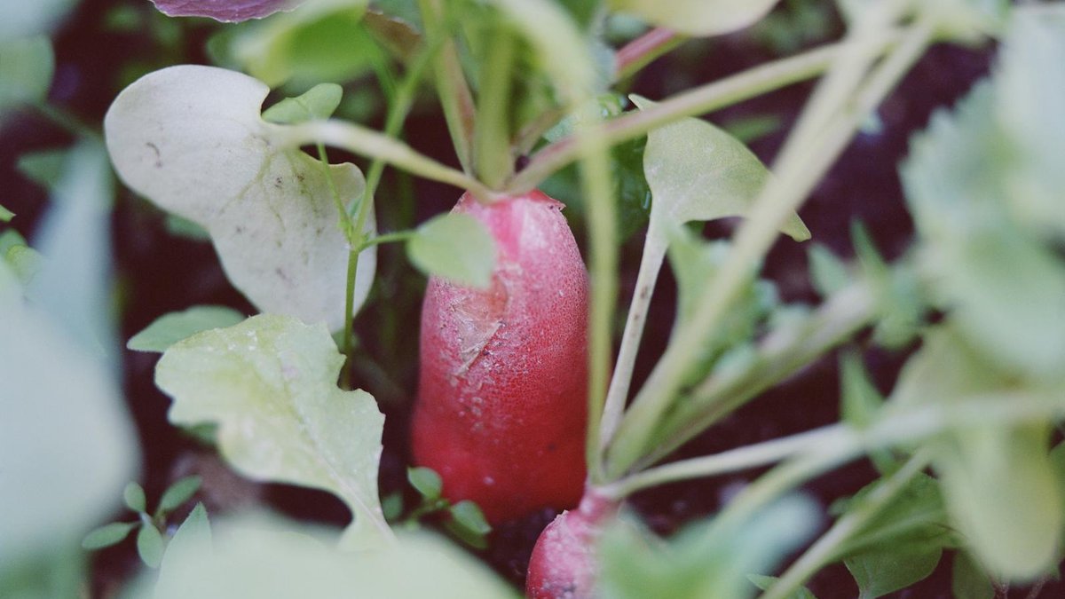 radish growing indoor