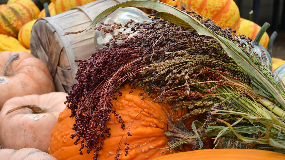 abundant harvest
