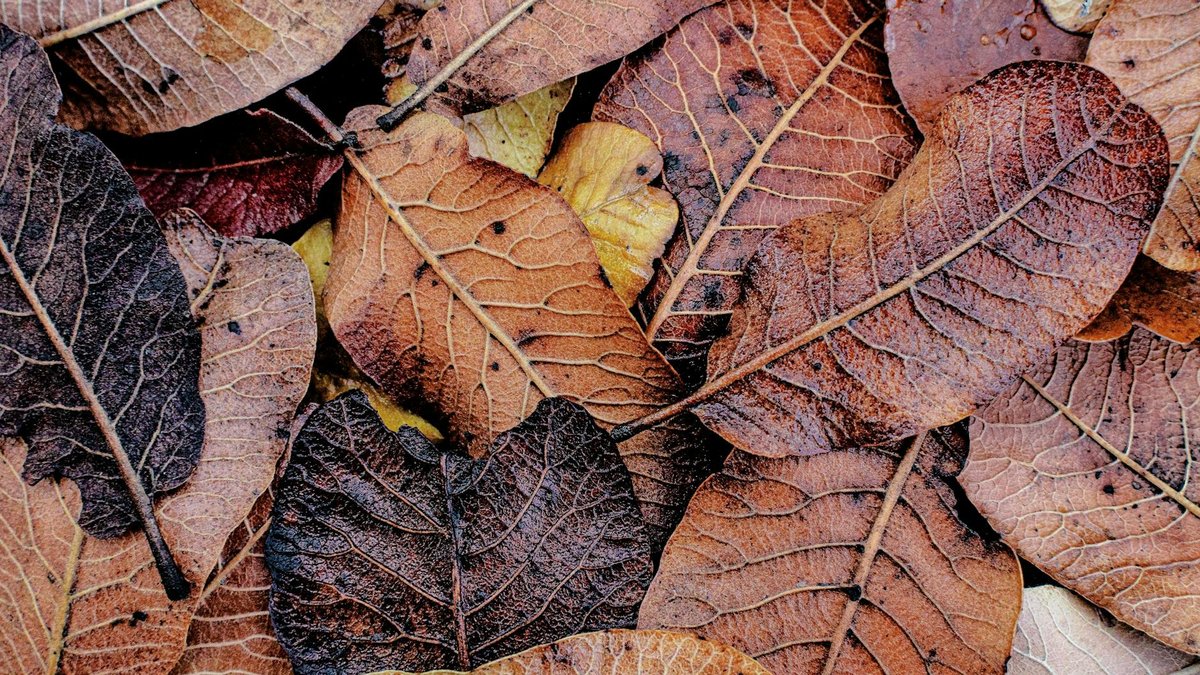 combava leaves