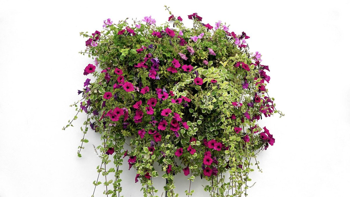 pétunia cascade colors