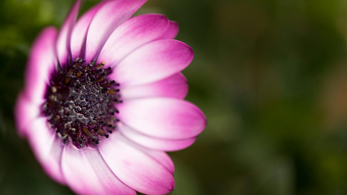 ostéospermum close up