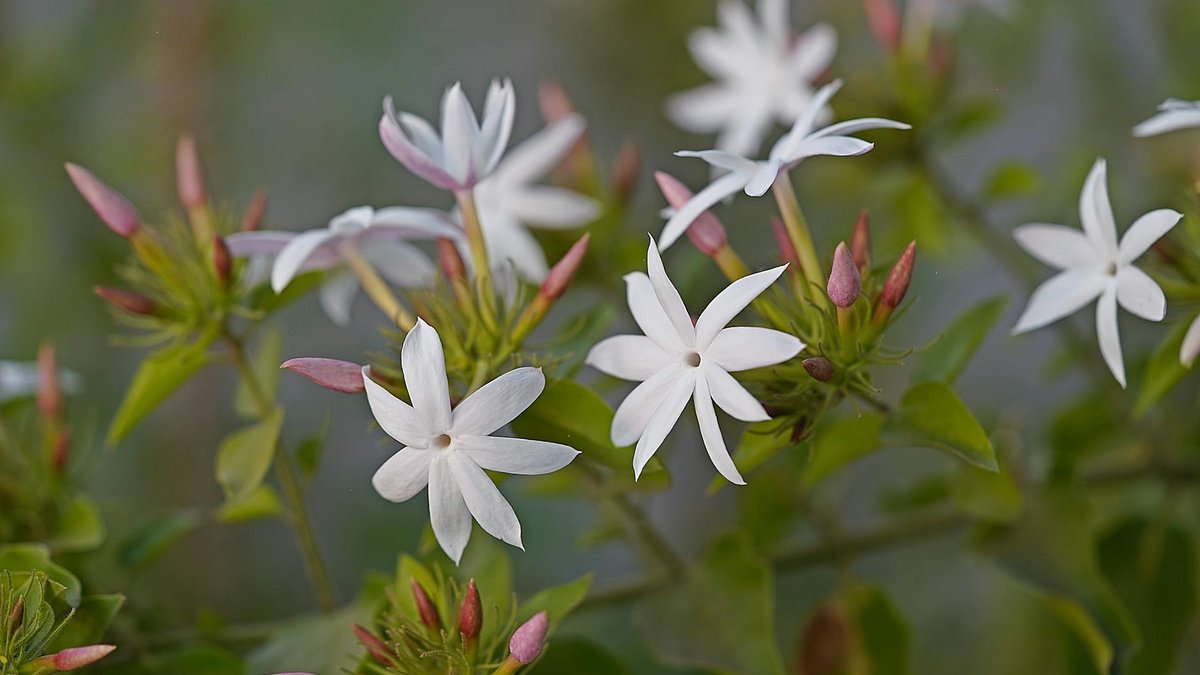 jasmin étoilé pot