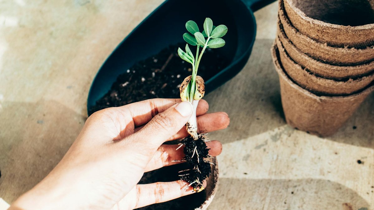 papaya seedling pot
