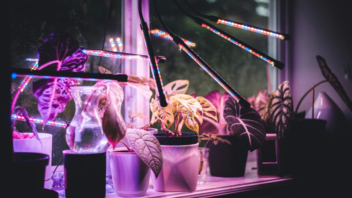 LED grow light