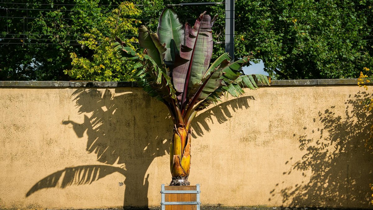 banana tree pot