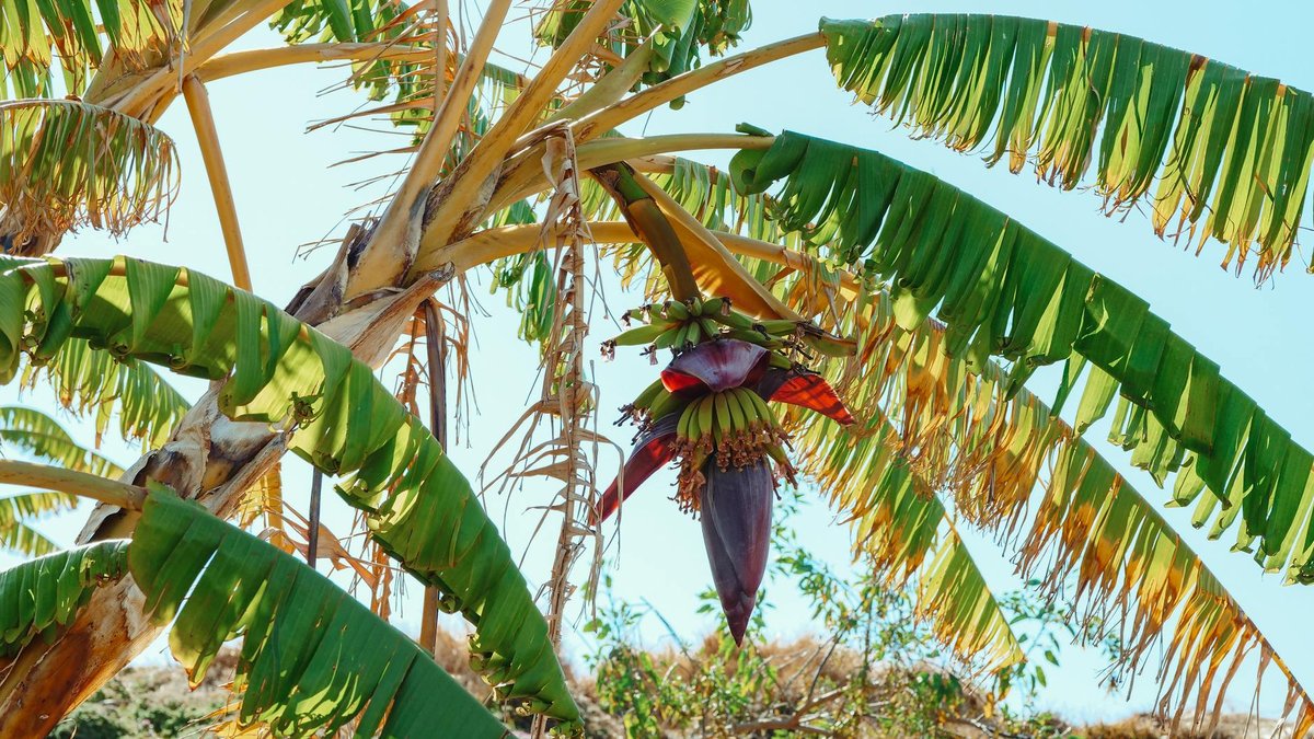 watering banana plant