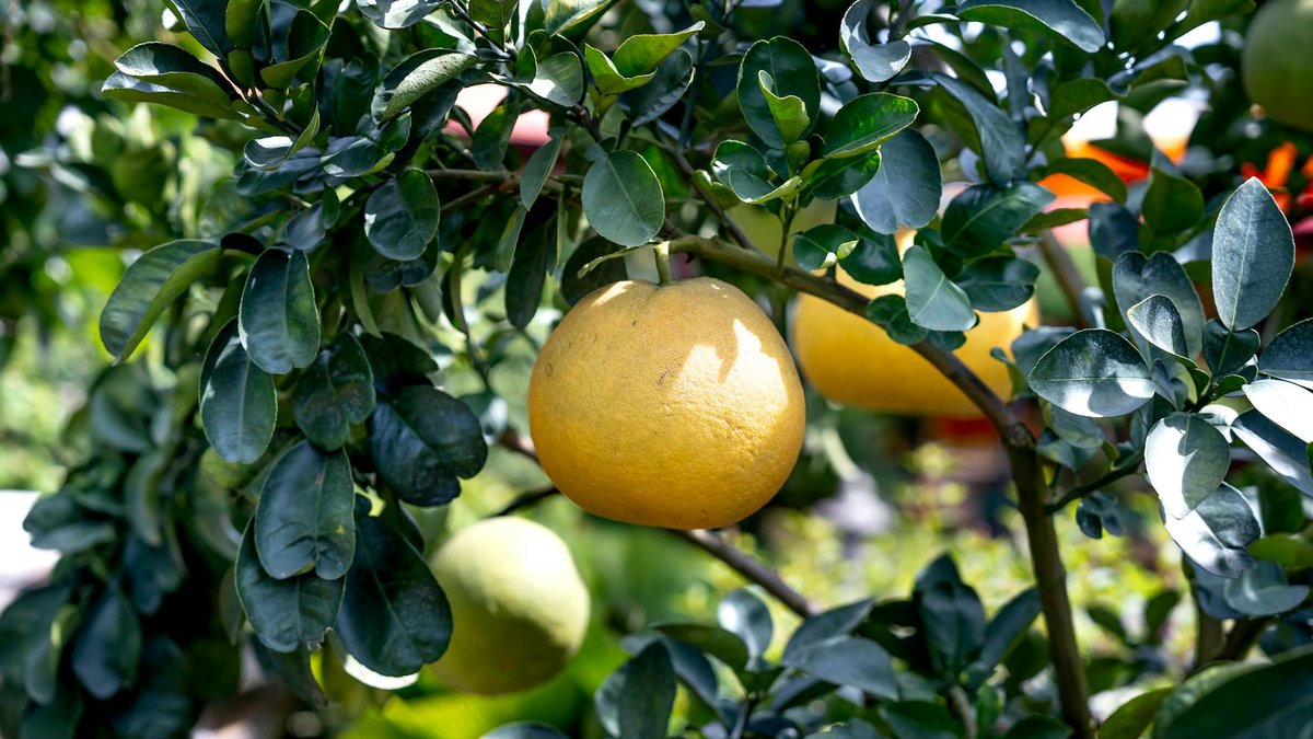 under fruit tree garden