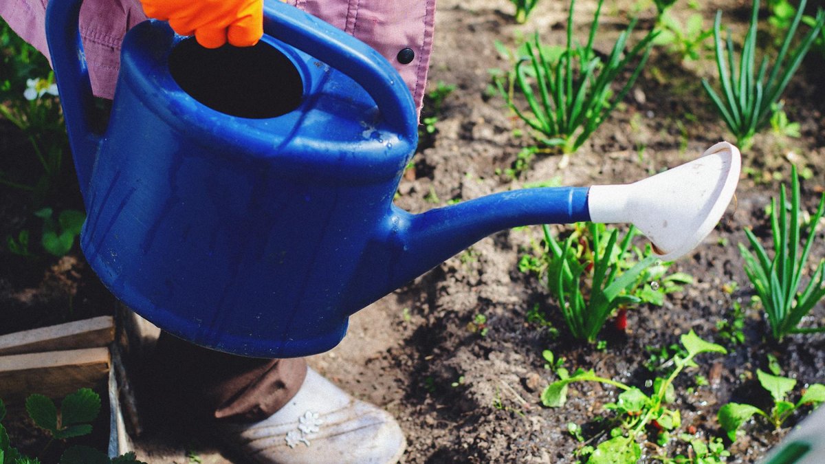 watering soil not leaves