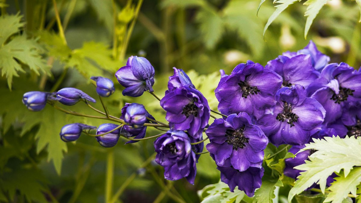 delphinium flowers