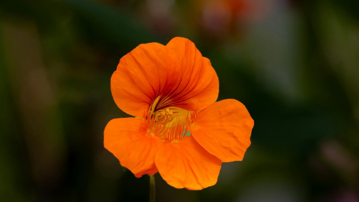 nasturtium flower