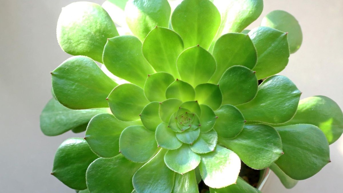 Martha Stewart pot drainage