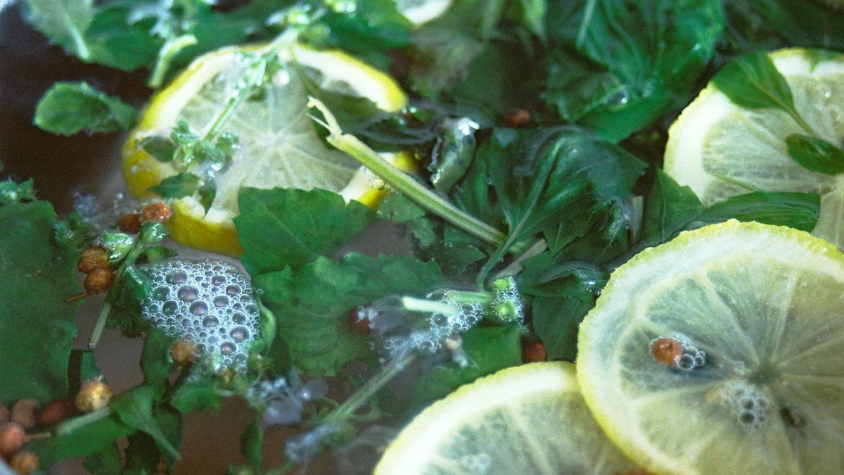 basil cuttings in water
