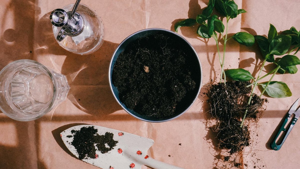 basil propagation methods
