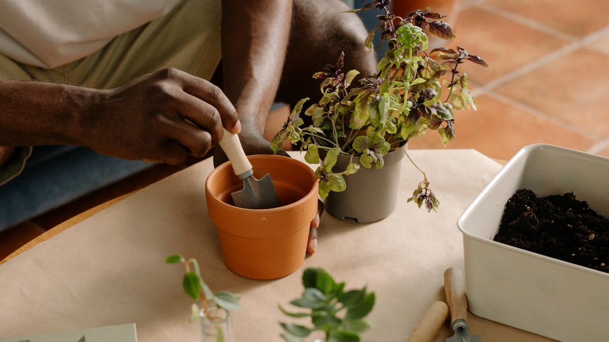 repotting basil cuttings