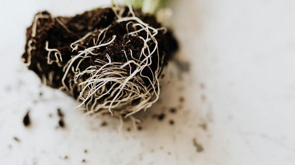 root growth