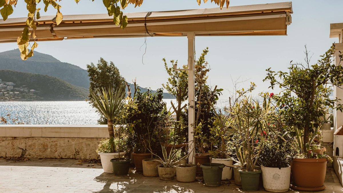 wet terrace plants