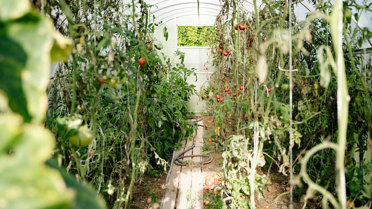 indeterminate tomatoes greenhouse