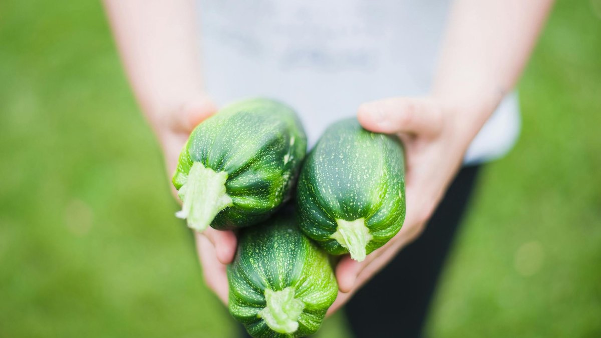 courgette greenhouse